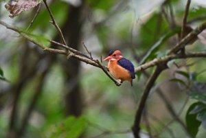 African Pygmy Kingfisher