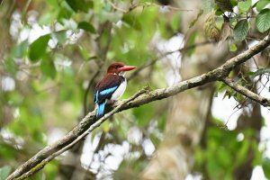 Chocolate-backed Kingfisher