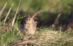 Eurasian Skylark