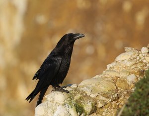 Common Raven