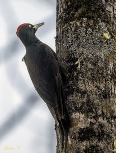 Black woodpecker 黑啄木鳥