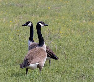Canada Goose Couple