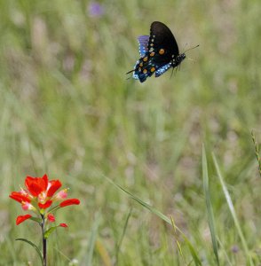 Pipevine Swallowtail