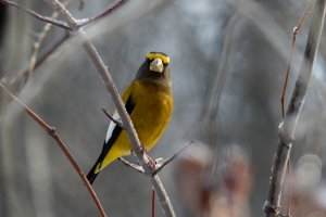 Evening Grosbeak