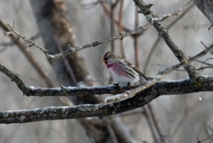 Common Redpoll