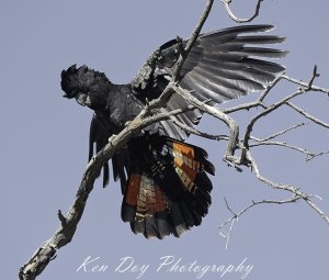 Red-tailed Black -Cockatoo