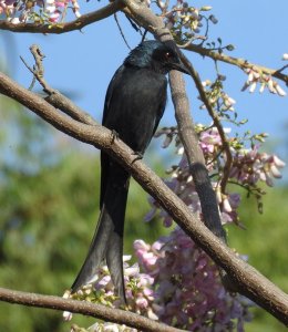 Ashy Drongo