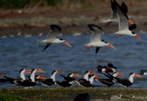 Indian Skimmers