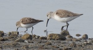 Little Stint/Curlew Sandpiper