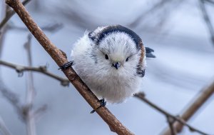 Long-tailed Tit 銀喉長尾山雀