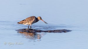 Bar-tailed Godwit