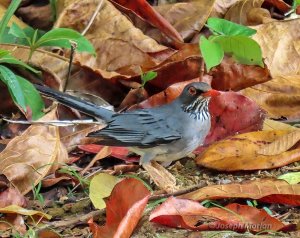 Red-legged Thrush