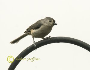 Tufted Titmouse