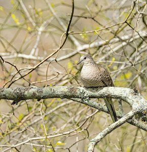 Inca Dove