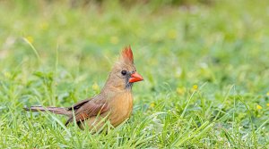 Northern Cardinal, Female