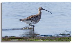 Eurasian Curlew