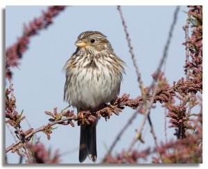 Corn Bunting