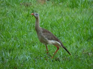 Red-legged Seriema