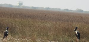 Black-necked Stork Pair