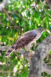 Crested goshawk