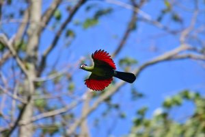 Hartlaub's Turaco