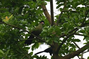 Hartlaub's Turaco