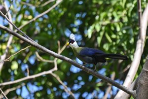 White-crested Turaco