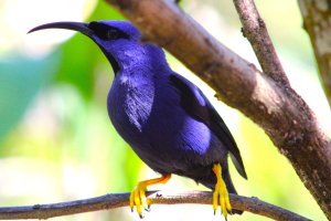 Purple Honeycreeper (male)