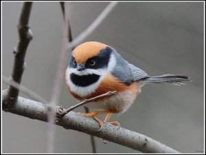 Black-throated Bushtit