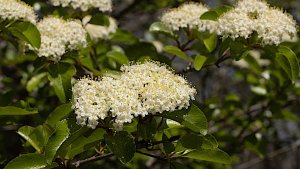 Rusty Blackhaw (Viburnum rufidulum)