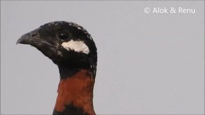 Black Francolin : calling : Amazing Wildlife of India by Renu Tewari and Alok Tewari