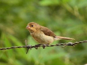 Lined Seedeater (female)