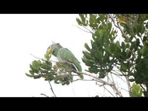 Orange-winged Parrot