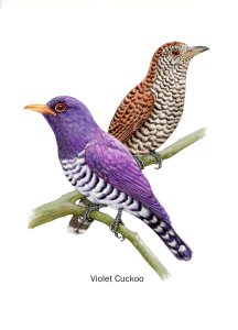 29,18 Violet Cuckoo.jpg