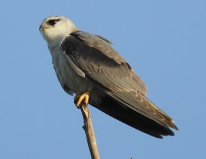 Black-winged Kite