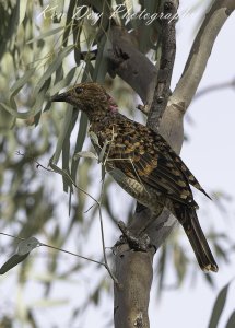 Spotted Bowerbird ( M )