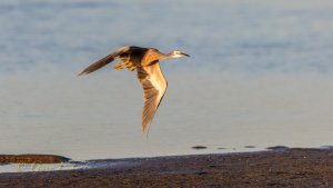 White-faced Heron