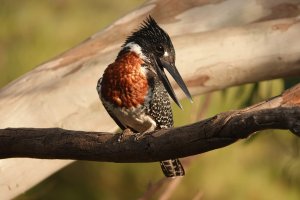 Kingfisher