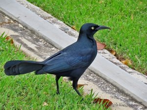 Greater Antillean Grackle