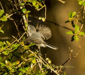 Blue-gray Gnatcatcher