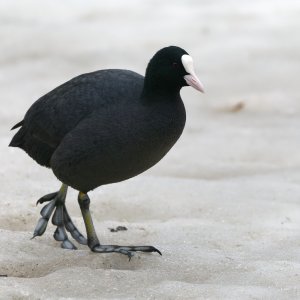 Coot on the snow