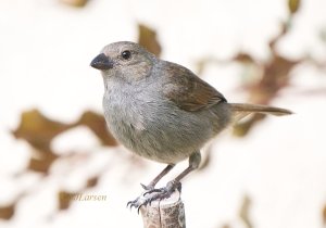 Barbados Bullfinch