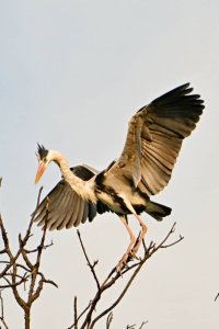 Grey heron