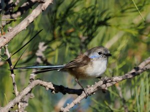 Purple-backed Fairy-wren, non-breeding male