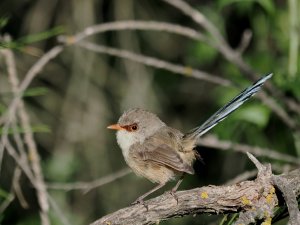 Purple-backed fairy-wren, female