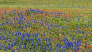 Sandyland Bluebonnet, Texas Indian Paintbrush ,Texas Ragwort