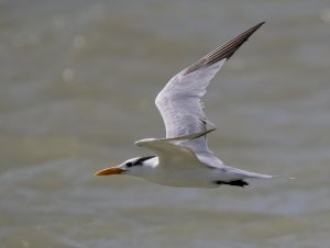 Royal Tern