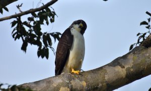 Short-tailed Hawk