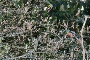 Bullfinch