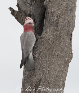 Galah.